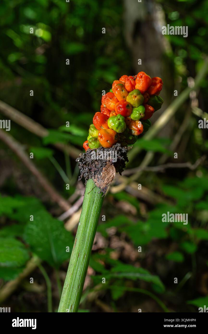 Cluster de baies rouges et vertes vibrantes de la plante Arum maculatum se dresse haut au milieu de la forêt dense de feuillage riche signalant l'arrivée de la somme Banque D'Images