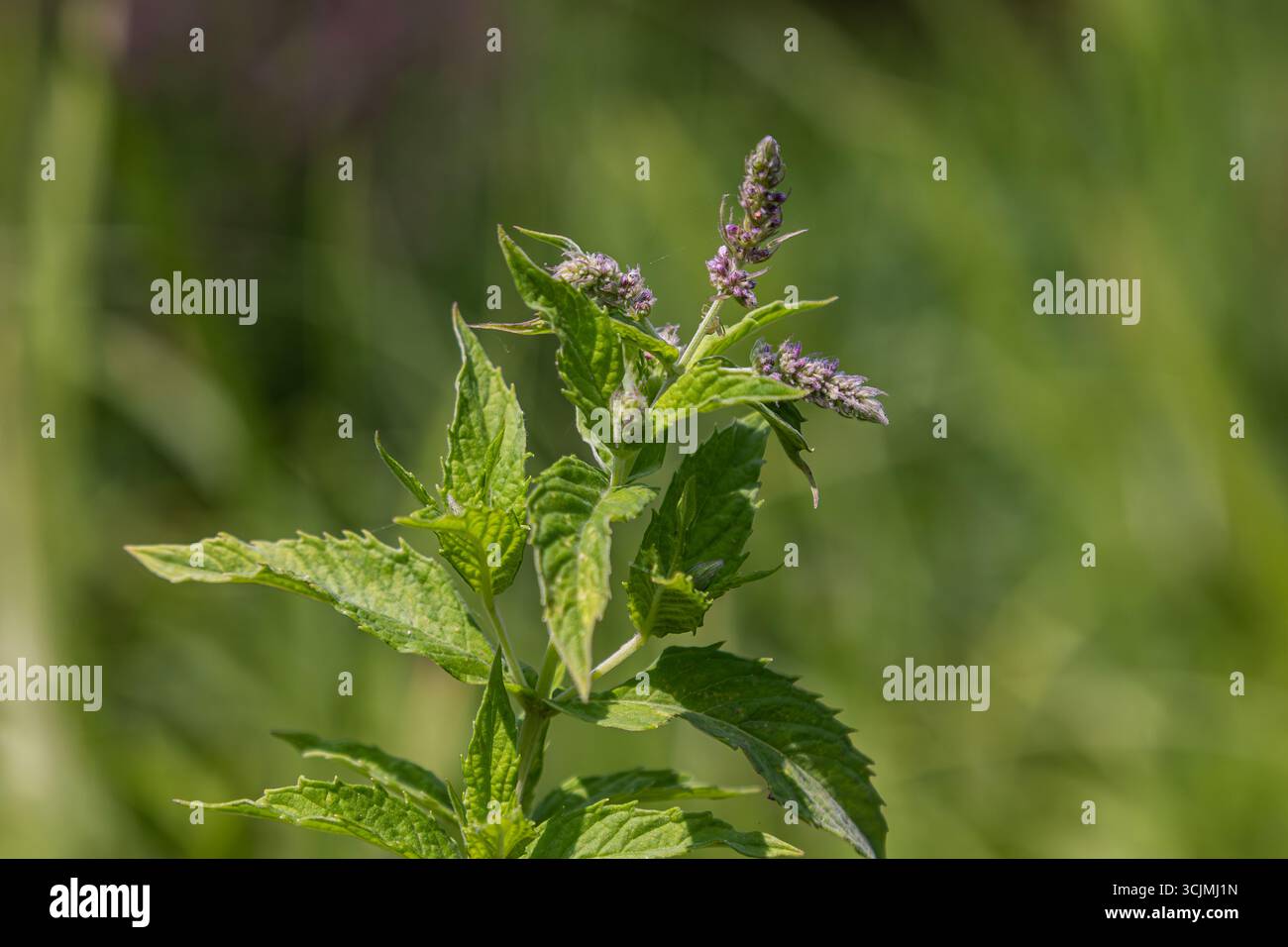 La menthe d'eau avec ses feuilles vertes éclatantes et ses délicates fleurs violettes prospère dans un environnement luxuriant attirant les pollinisateurs sous le soleil chaud. Banque D'Images