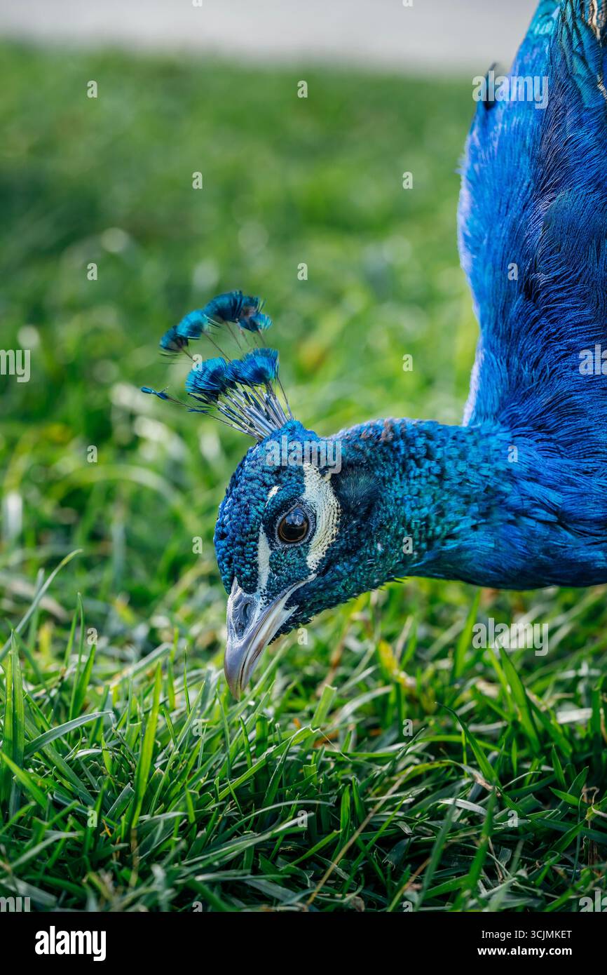 Gros plan de la tête d'une perle indienne qui paissait sur une herbe verte luxuriante. Détails des oiseaux, plumes irisées bleues, lumière naturelle, faune, éducation Banque D'Images