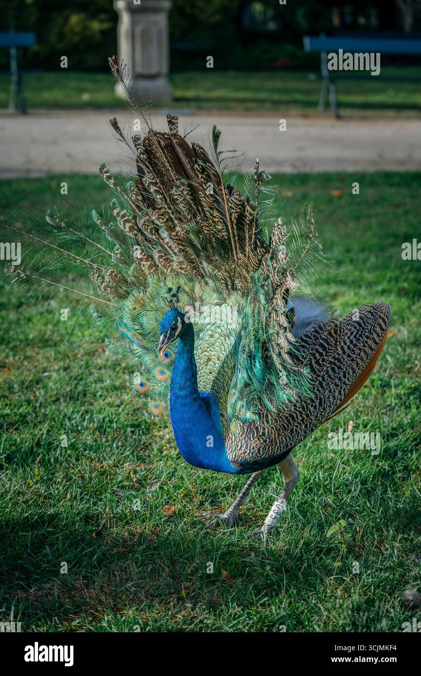 Paon mâle en plein affichage de plume sur Une pelouse herbeuse avec fond de jardin flou. Couleurs vibrantes, motifs complexes, cour de la faune, naturel Banque D'Images