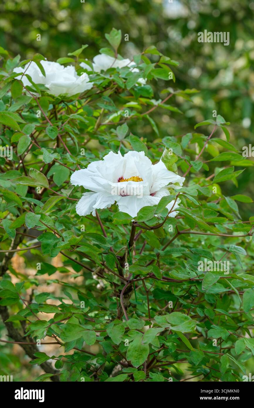 Paeonia rockii, pivoine d'arbre de Rock, Paeonia suffruticosa rockii, fleurs blanches semi-doubles, pétale a une tache marron à la base Banque D'Images