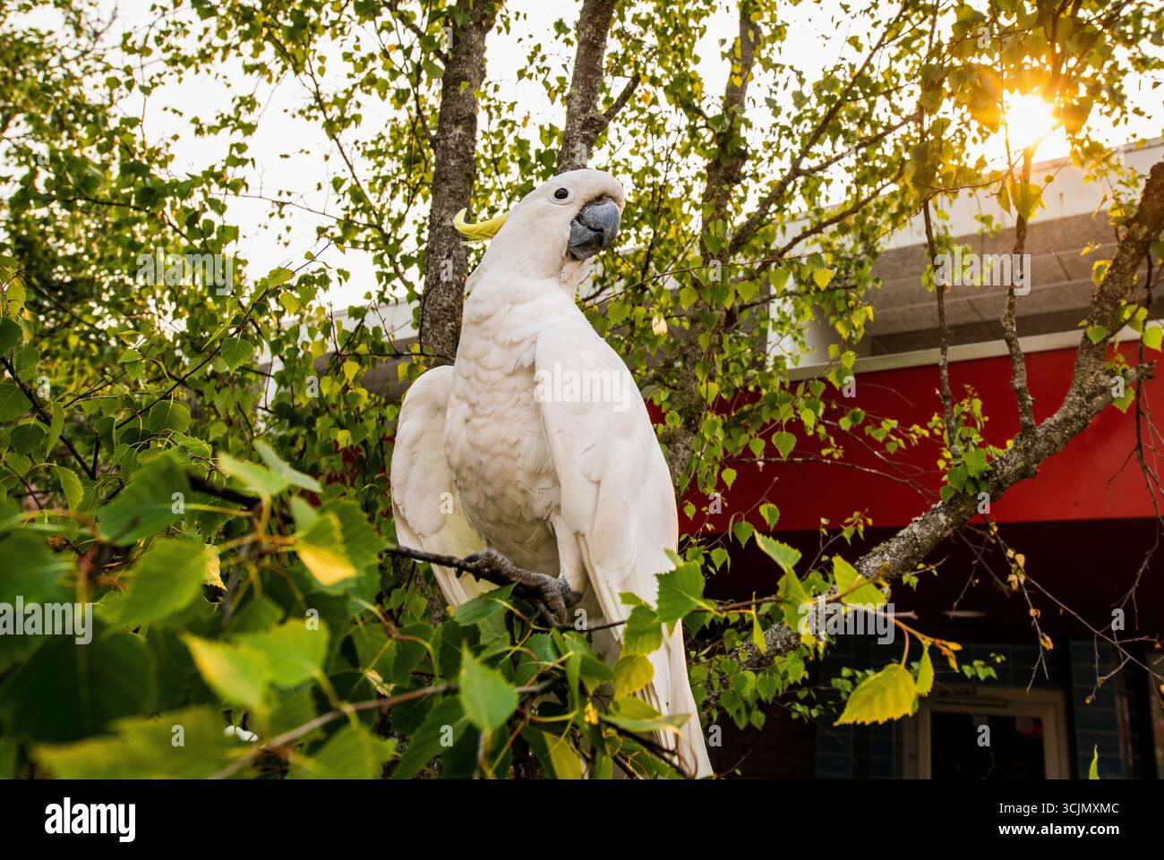 Oiseau australien, cacatoès blanc avec crête jaune Banque D'Images