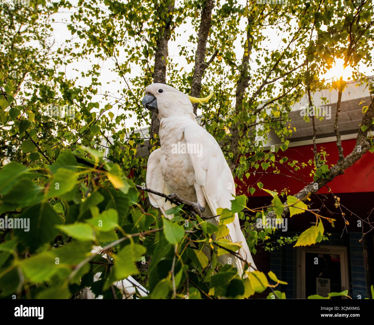 Oiseau australien, cacatoès blanc avec crête jaune Banque D'Images