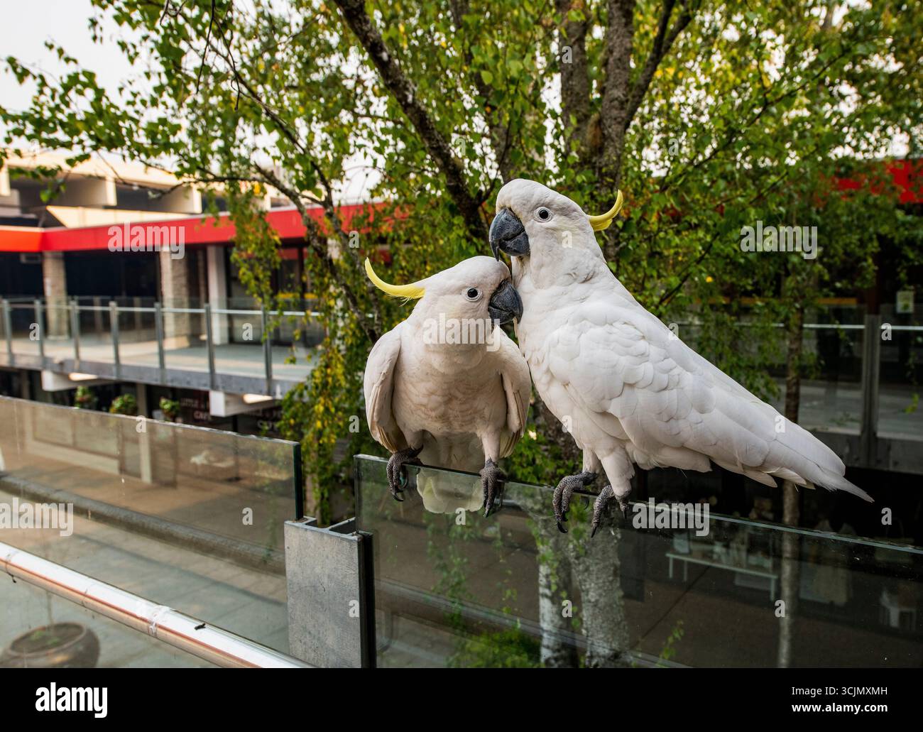 Oiseaux australiens, cacatoès blanc avec crête jaune Banque D'Images
