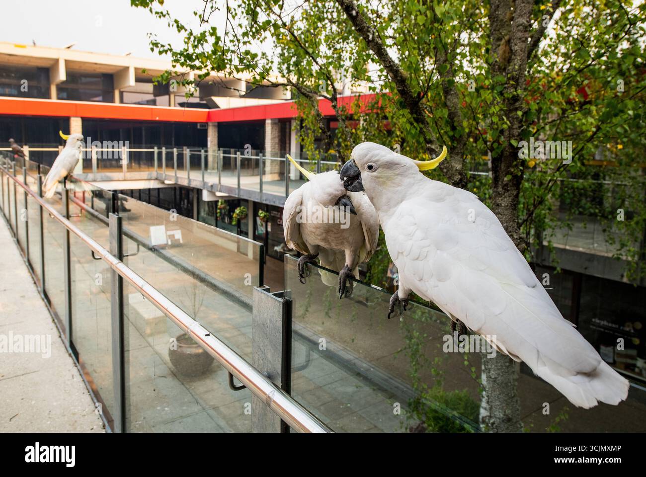 Oiseaux australiens, cacatoès blanc avec crête jaune Banque D'Images