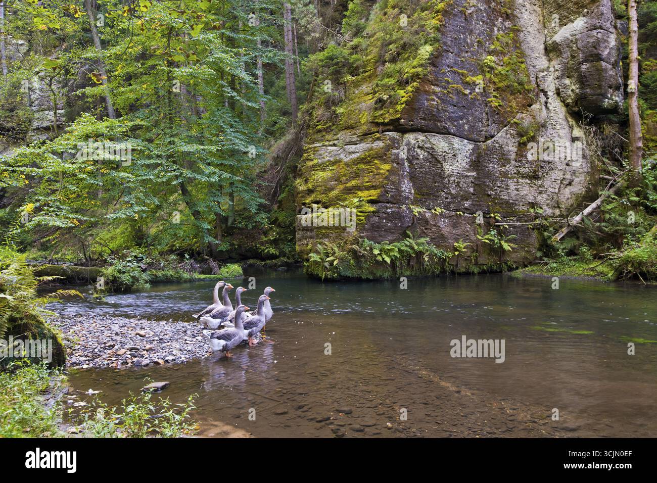 Oies debout devant des roches de grès moussues dans la rivière Kamenice, zone centrale du parc national de la Suisse Bohême saxonne, Elbe Sandstone Moun Banque D'Images