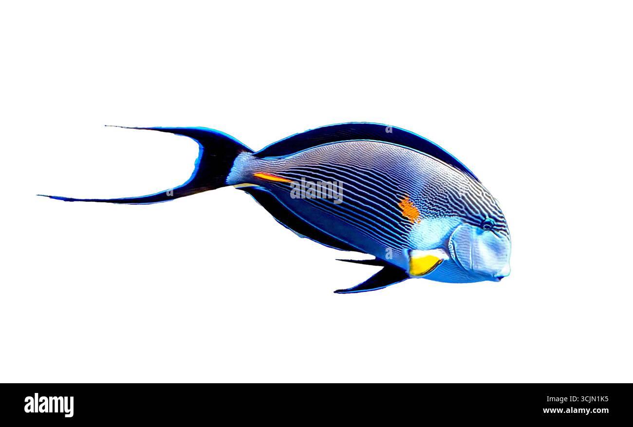 Poisson chirurgien Sohal isolé, Acanthurus sohal, avec un corps bleu vif, une nageoire jaune et un motif rayé audacieux, découpé sur fond blanc pour marine et Banque D'Images