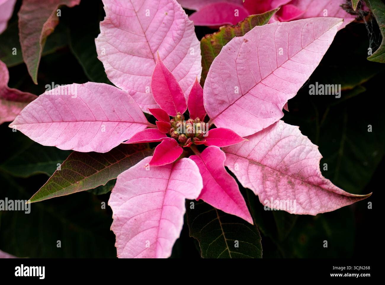 Poinsettia à feuilles roses, Euphorbia pulcherrima et bourgeons floraux centraux, dans le jardin australien en hiver.décoration traditionnelle de Noël, mexicaine. Banque D'Images
