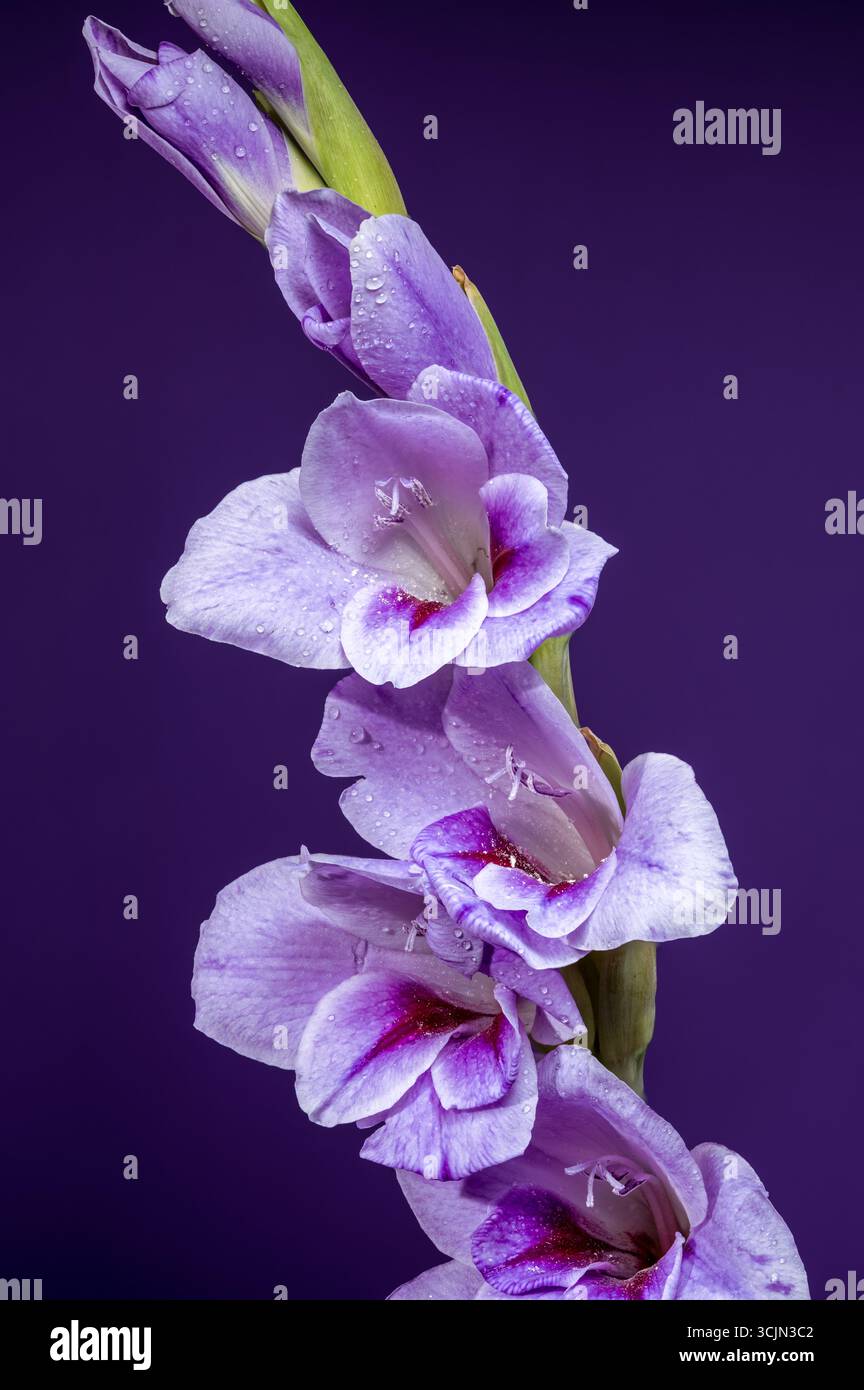 Fleur de gladiolus violette avec des gouttelettes d'eau sur violet profond Banque D'Images