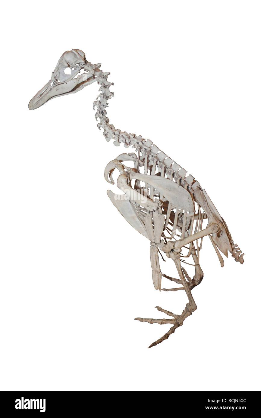Gentoo Penguin Pygoscelis papua Skeleton Banque D'Images