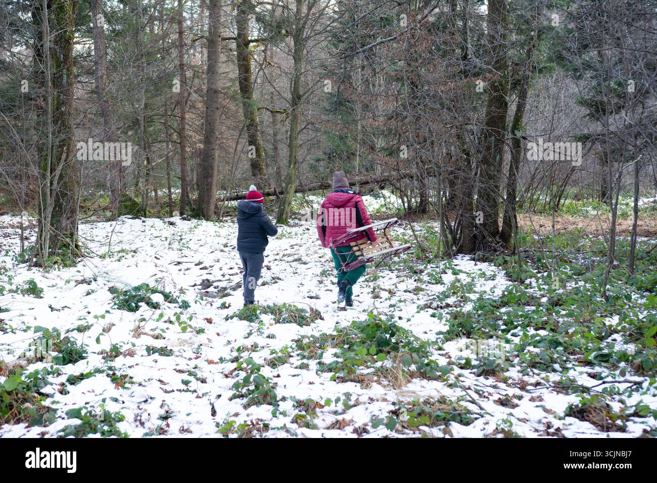 Un enfant et un adulte traversent un sentier boisé enneigé, transportant un traîneau. La scène est paisible, avec de légères chutes de neige et des arbres sans feuilles. Une sortie hivernale. Banque D'Images