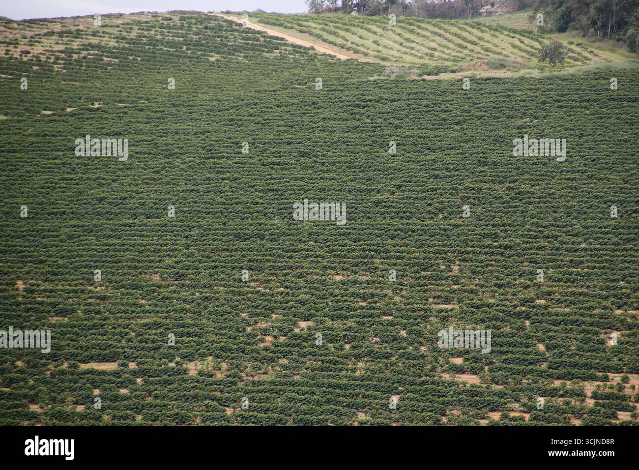 Plantation de café avec des rangées vertes, ciel bleu, et paysage rural, parfait pour l'agriculture, la durabilité, nature, et thèmes de production de café dans Bra Banque D'Images