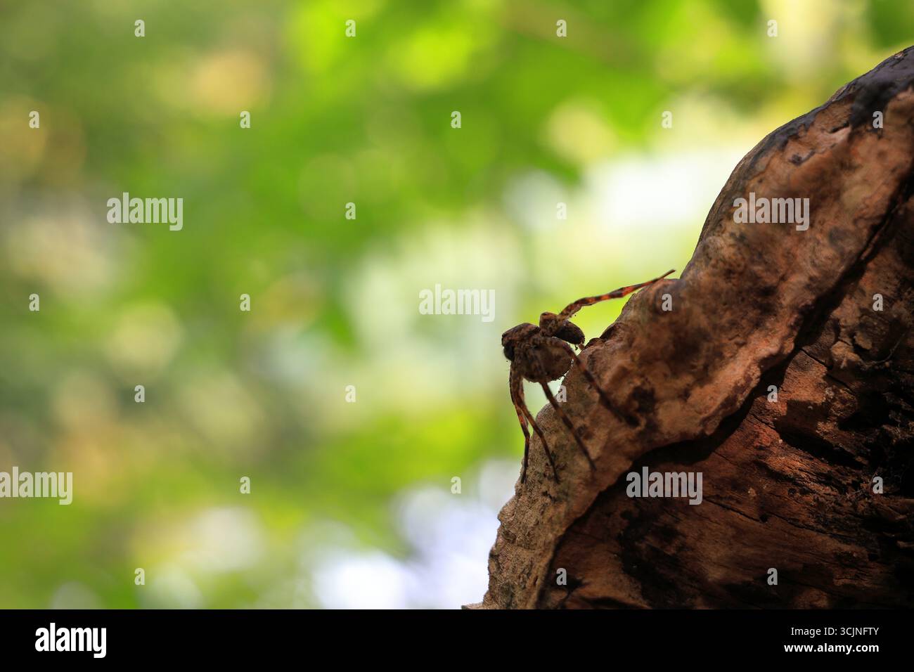 Araignée de pêche sombre camouflée sur une bûche dans la forêt au bord d'un lac Banque D'Images