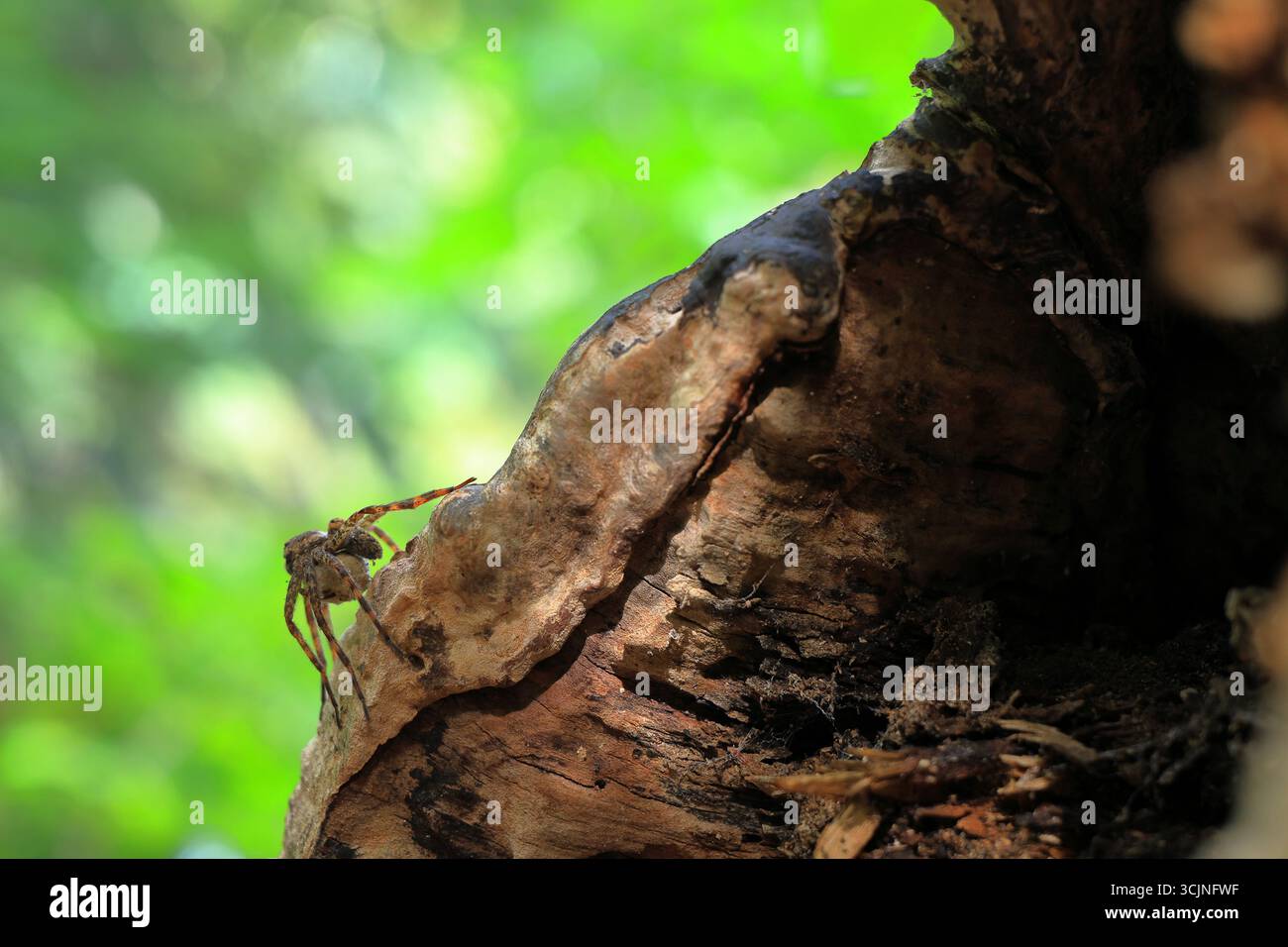 Araignée de pêche sombre camouflée sur une bûche dans la forêt au bord d'un lac Banque D'Images