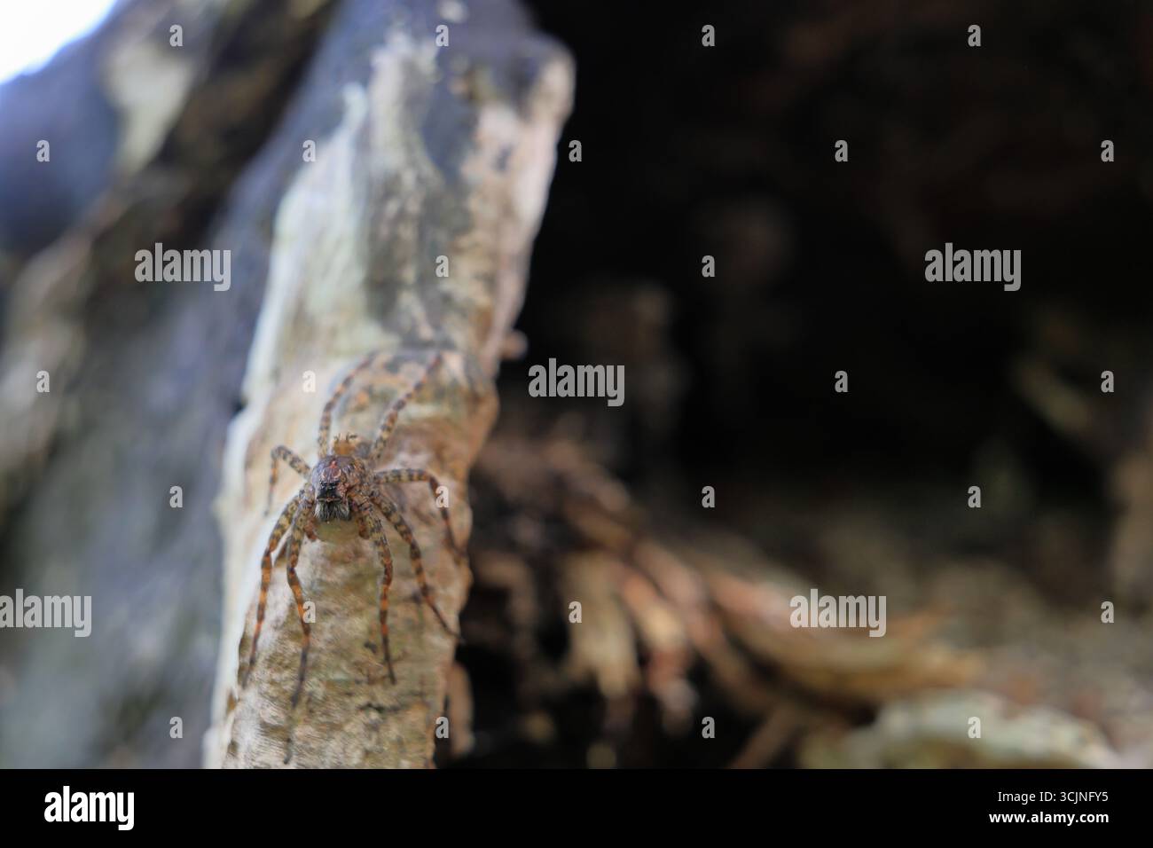 Araignée de pêche sombre camouflée sur une bûche dans la forêt au bord d'un lac Banque D'Images