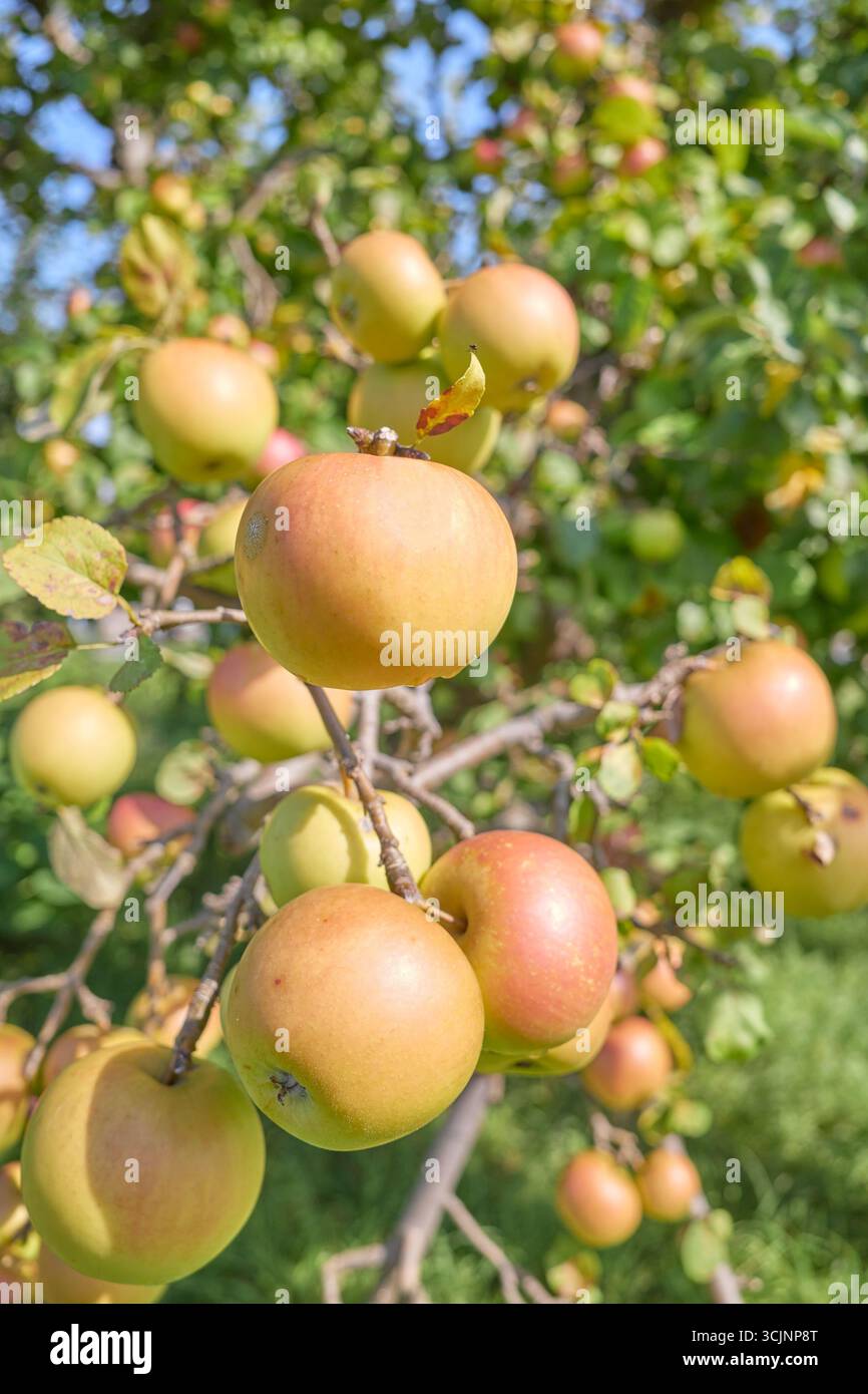 Photo d'une pomme sur un arbre, mise au point sélective. Banque D'Images