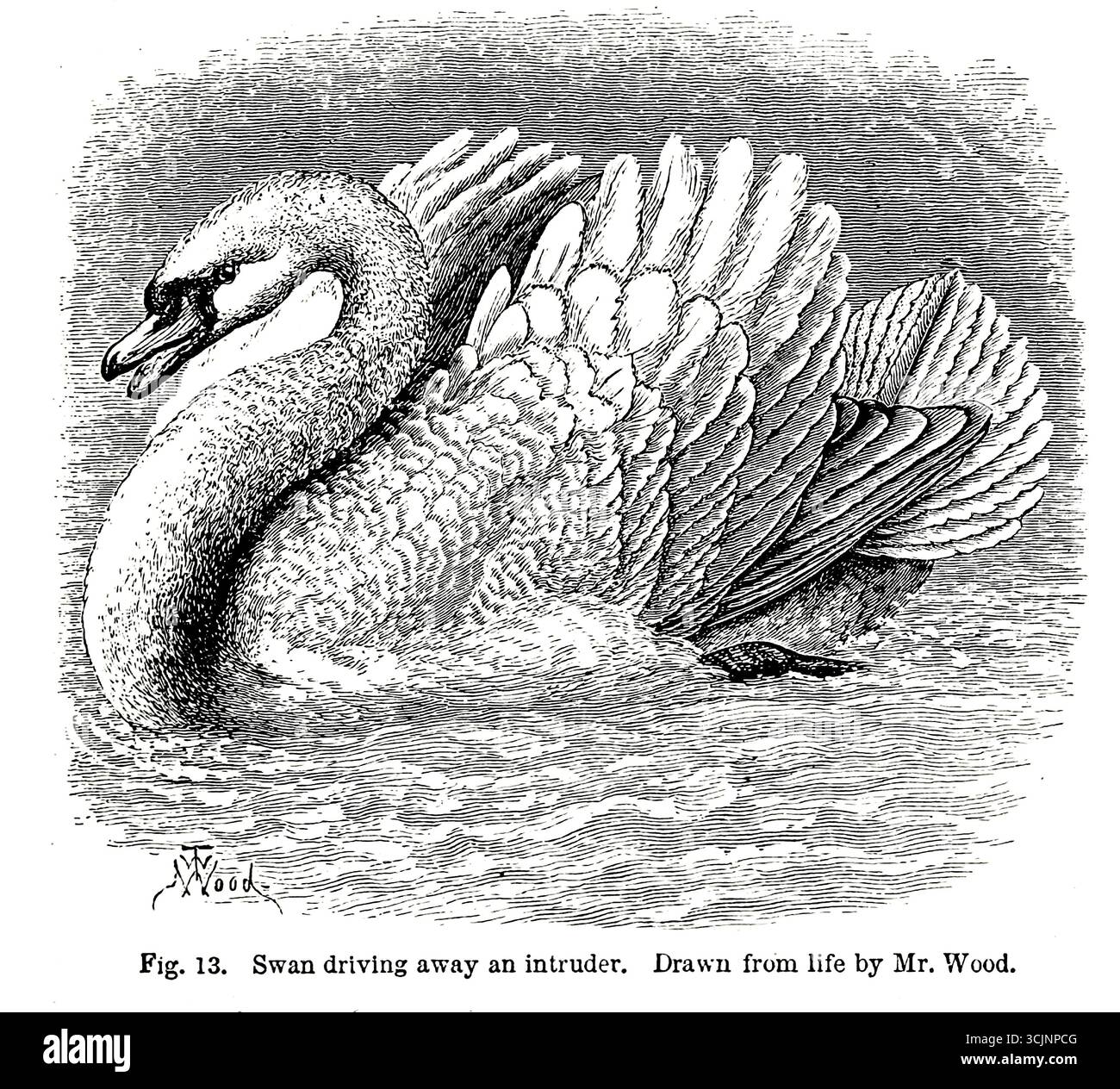 Cygne chassant un intrus du livre ' L'expression des émotions dans l'homme et les animaux ' par Darwin, Charles, 1809-1882 date de publication 1873 Banque D'Images