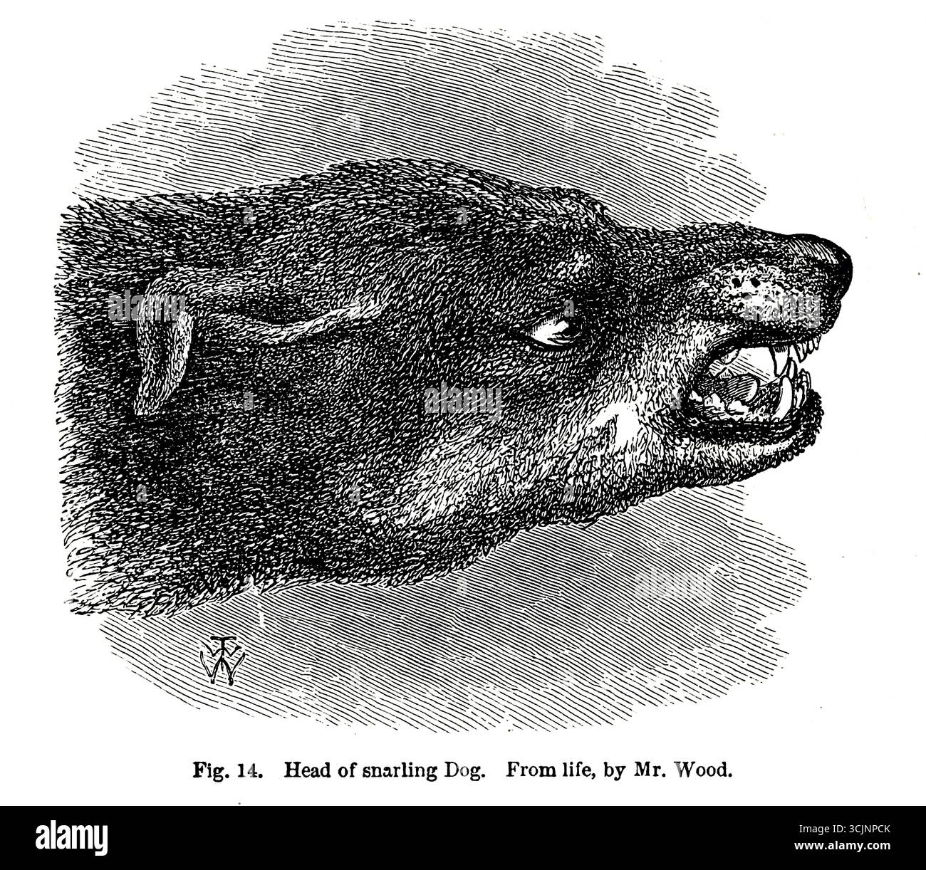 Head of Snarling Dog. Extrait du livre ' L'expression des émotions chez l'homme et les animaux ' de Darwin, Charles, 1809-1882 date de publication 1873 Banque D'Images