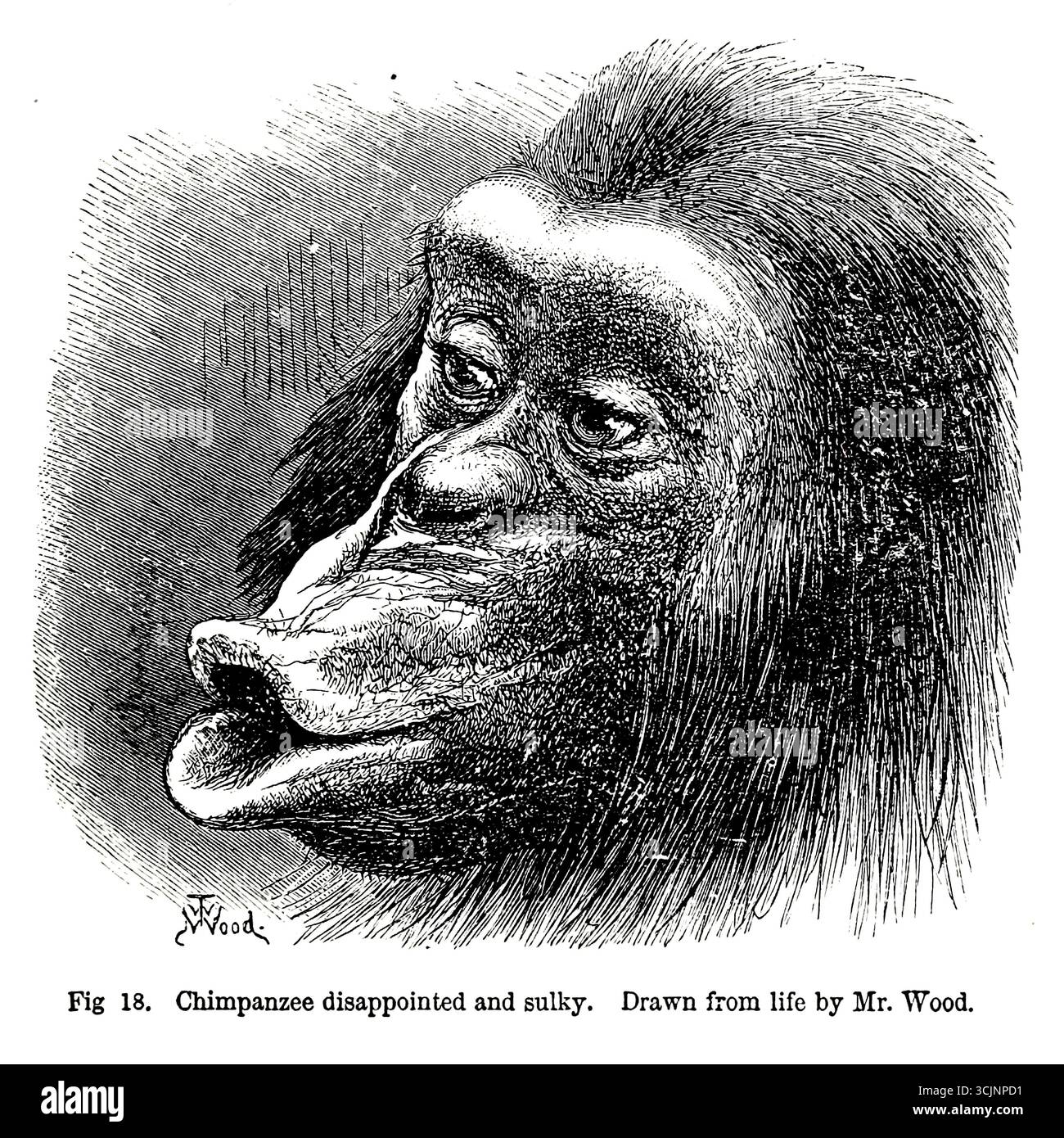 Chimpanzé déçu et sulky. Extrait du livre ' L'expression des émotions chez l'homme et les animaux ' de Darwin, Charles, 1809-1882 date de publication 1873 Banque D'Images