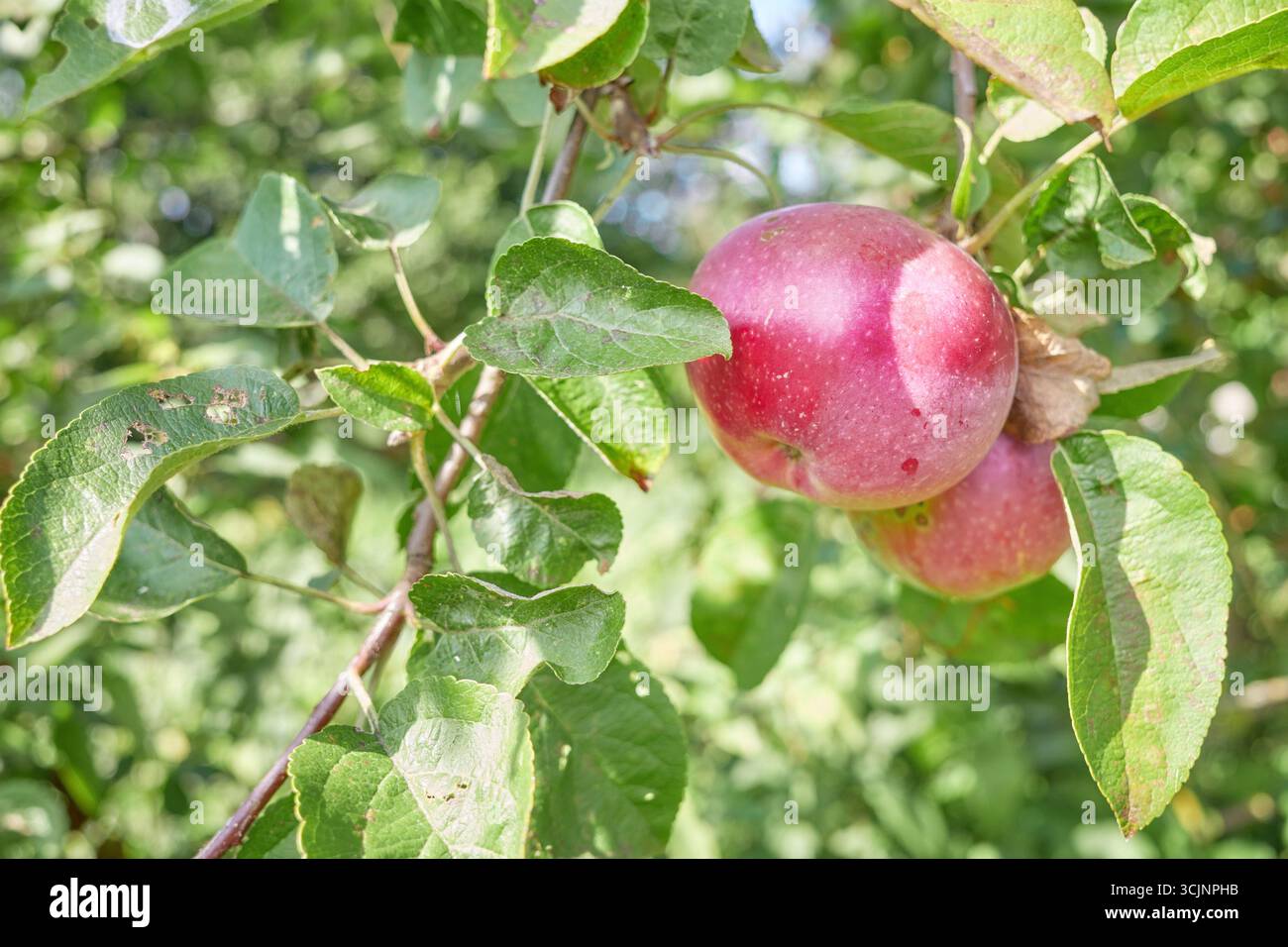 Photo d'une pomme sur un arbre, mise au point sélective. Banque D'Images