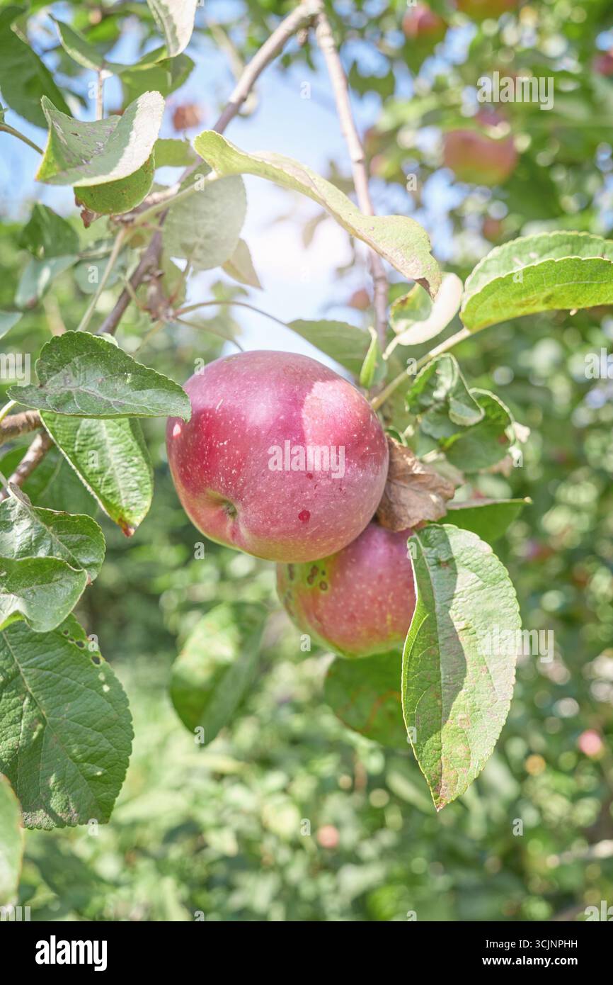 Photo d'une pomme sur un arbre, mise au point sélective. Banque D'Images
