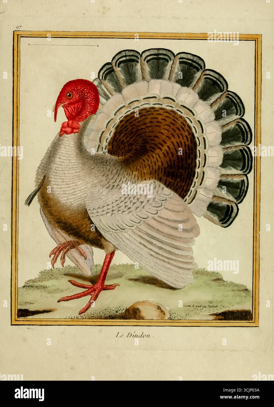 Turquie le Dindon illustration tirée du livre 'planches enluminées D'histoire naturelle' Tome 1 de François Nicolas Martinet, Louis-Jean-Marie Daubenton, Edme-Louis Daubenton, Georges-Louis Leclerc, Comte de Buffon publié en 1765 à Paris, France Banque D'Images