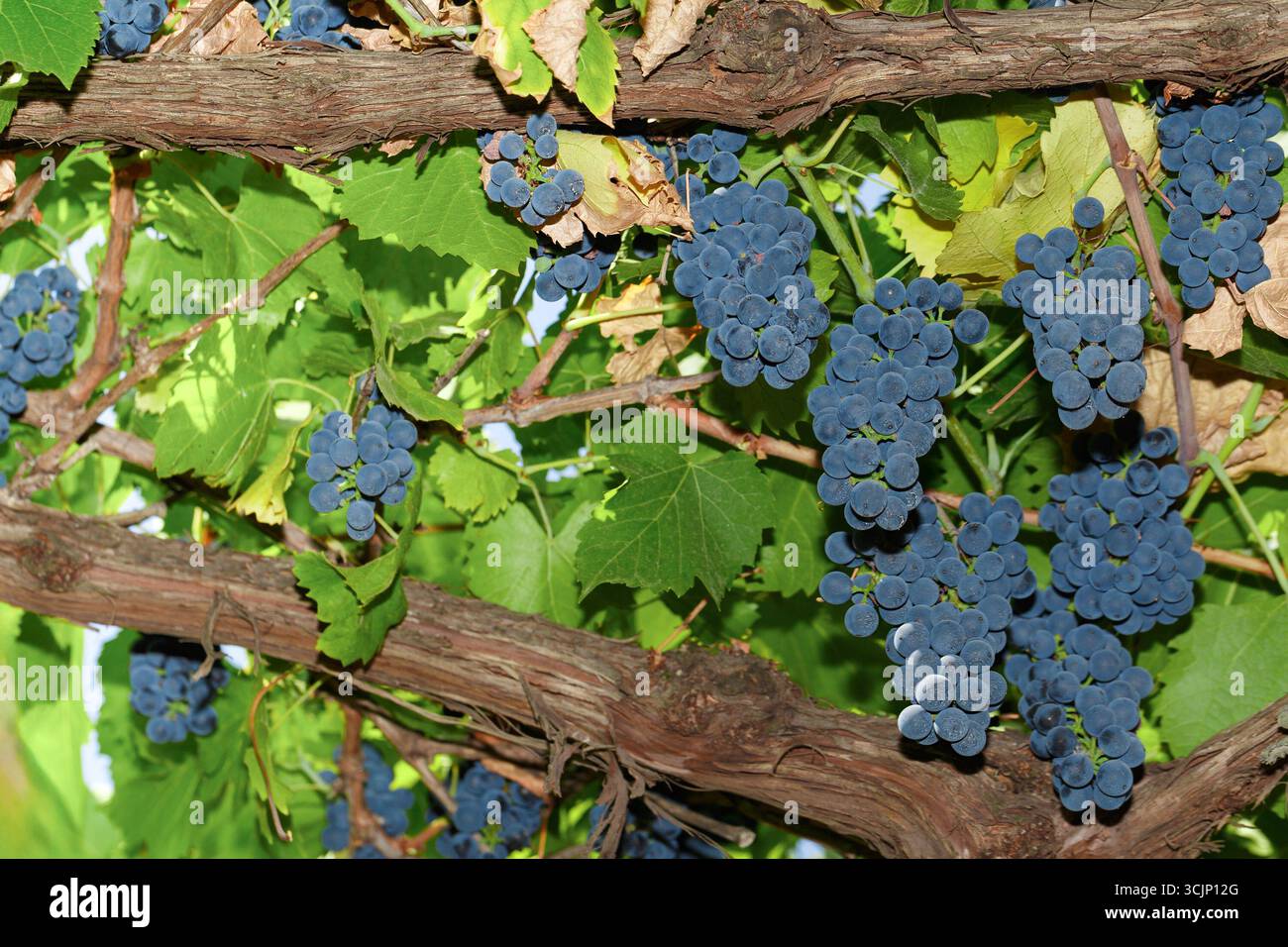 Un bouquet de raisins suspendu à une vigne. Les raisins sont de couleur bleue Banque D'Images