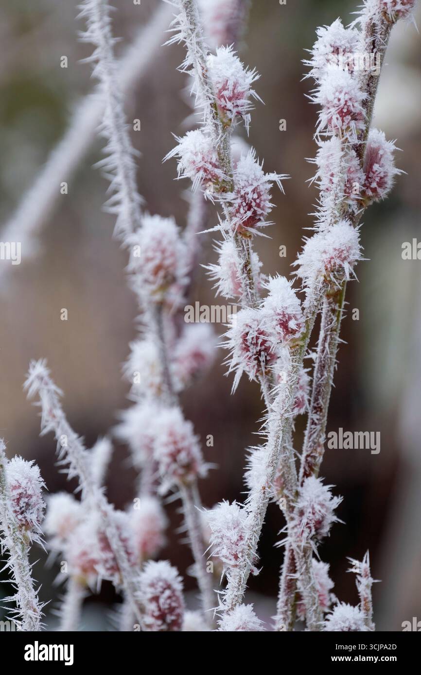 Salix gracilistyla Mount Aso, Willow Mount Aso, Salix chaenomeloides Mount Aso, chatons roses couverts de gel/glace, au milieu de l'hiver Banque D'Images