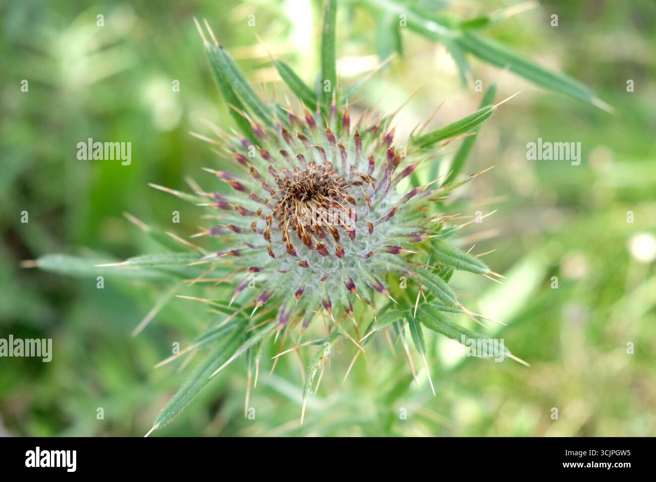 Macrophotographie botanique de la tête de fleur de chardon Banque D'Images