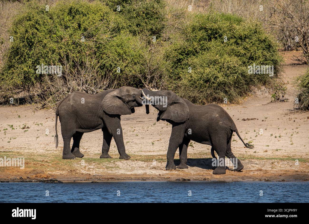 Deux éléphants du Kalahari qui se battent dans le parc national de Chobe au Botswana Banque D'Images