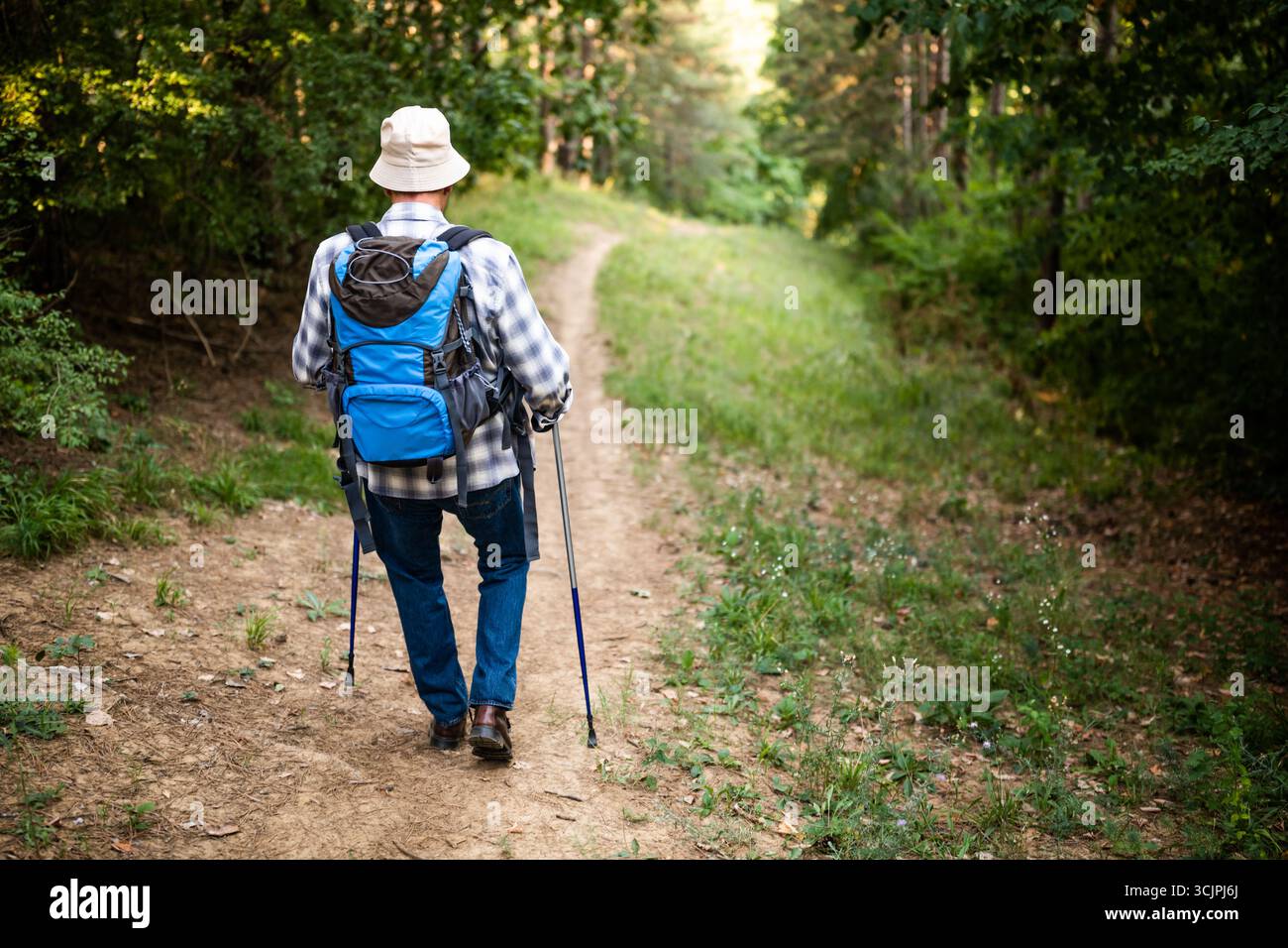 Homme senior randonnée dans la forêt avec sac à dos et bâtons de randonnée. Banque D'Images