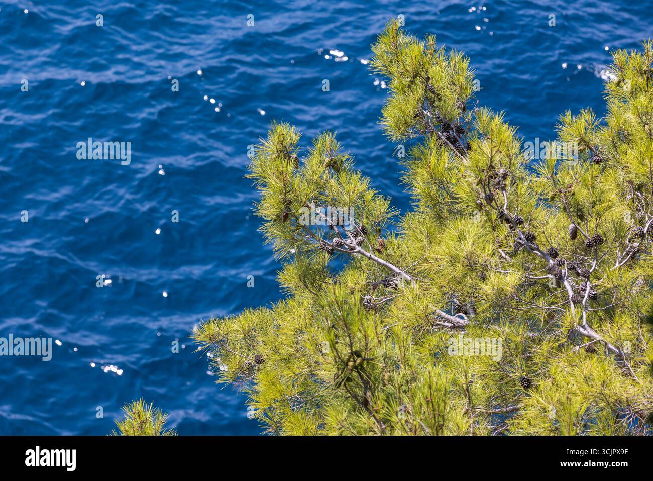 Un beau pin vert avec des cônes contraste avec les eaux bleues profondes de la mer, capturant la sérénité de la nature. Photo de fond naturel Banque D'Images