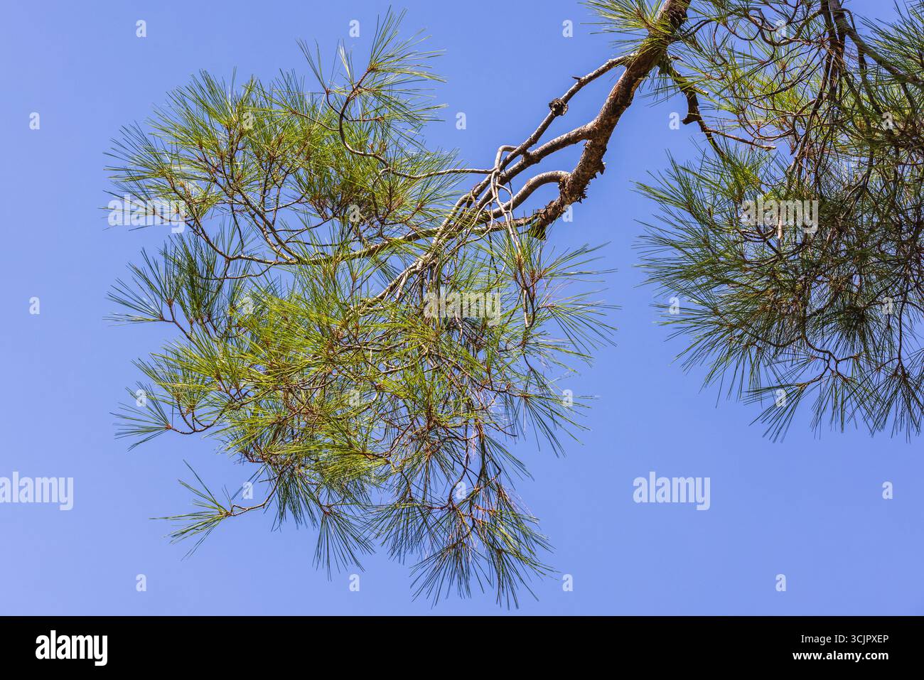 Une branche verte vibrante d'un pin s'étendant sous un ciel bleu vif, mettant en valeur la simplicité et la beauté naturelles Banque D'Images