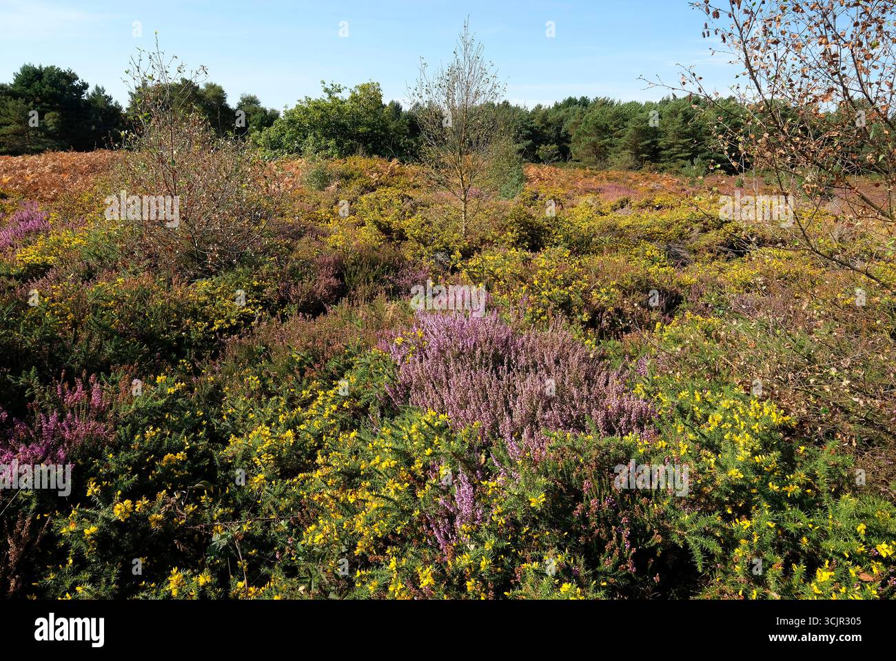 kelling heath, norfolk, angleterre Banque D'Images