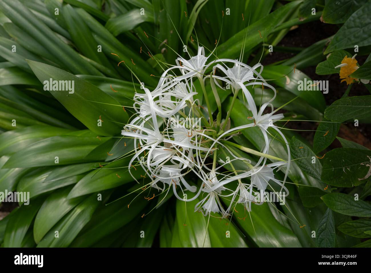 L'araignée à teinte verte (Hymenocallis speciosa), plante vivace à fleurs de la famille des Amaryllidaceae, originaire des îles du vent à l'est Banque D'Images