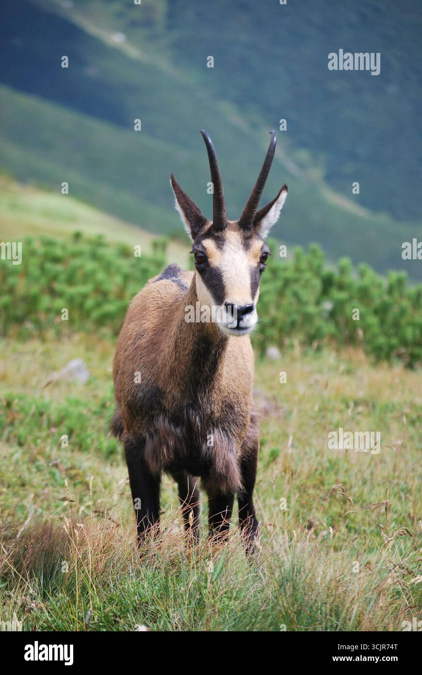 chamois sauvage debout seul dans la montagne Banque D'Images