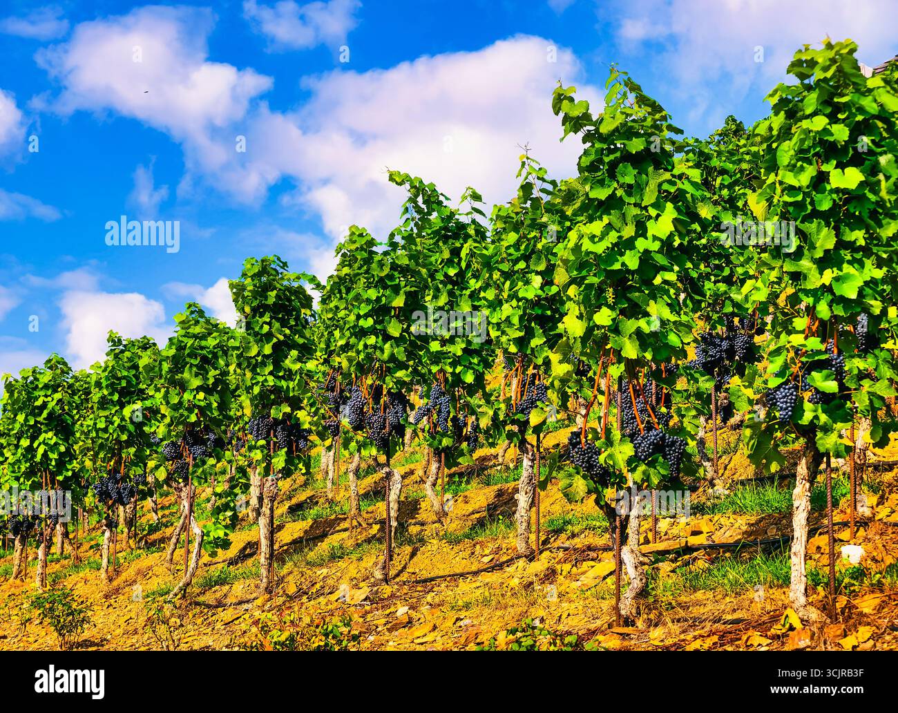 Vignoble dynamique avec des grappes de raisins mûrs et une végétation luxuriante - photographie de la nature parfaite pour les thèmes du pays viticole, le marketing extérieur et les designs numériques Banque D'Images