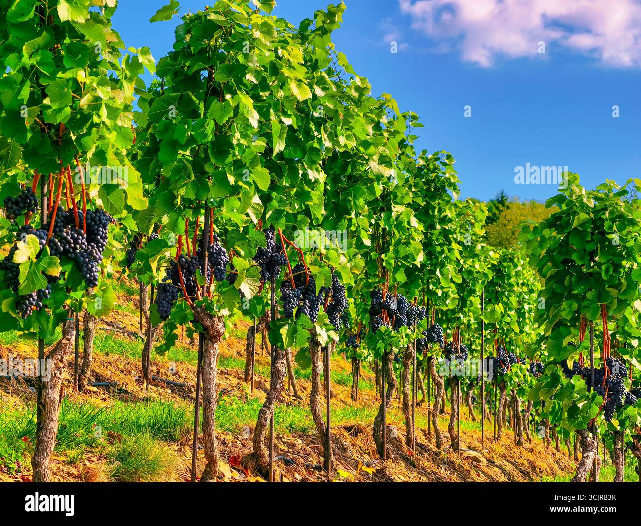 Vignoble avec des grappes de raisins mûrs et de verdure luxuriante - photographie de la nature parfaite pour les thèmes du pays viticole, le marketing en plein air et les designs numériques Banque D'Images