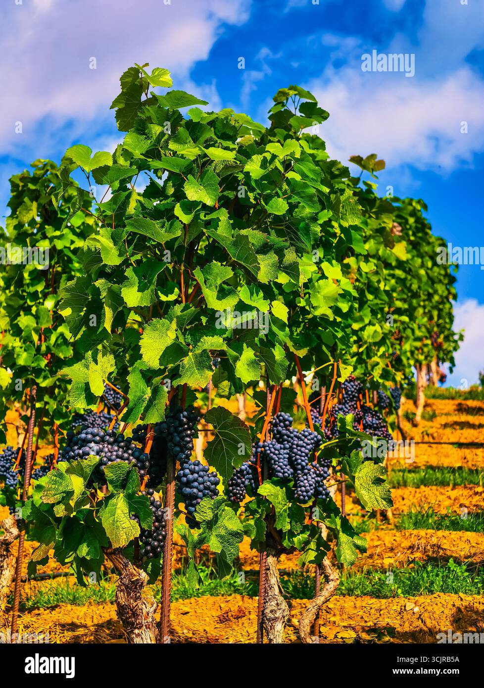 Vignoble dynamique avec des grappes de raisins mûrs et une végétation luxuriante - photographie de la nature parfaite pour les thèmes du pays du vin, le marketing en plein air et les conceptions numériques sur diverses plateformes Banque D'Images