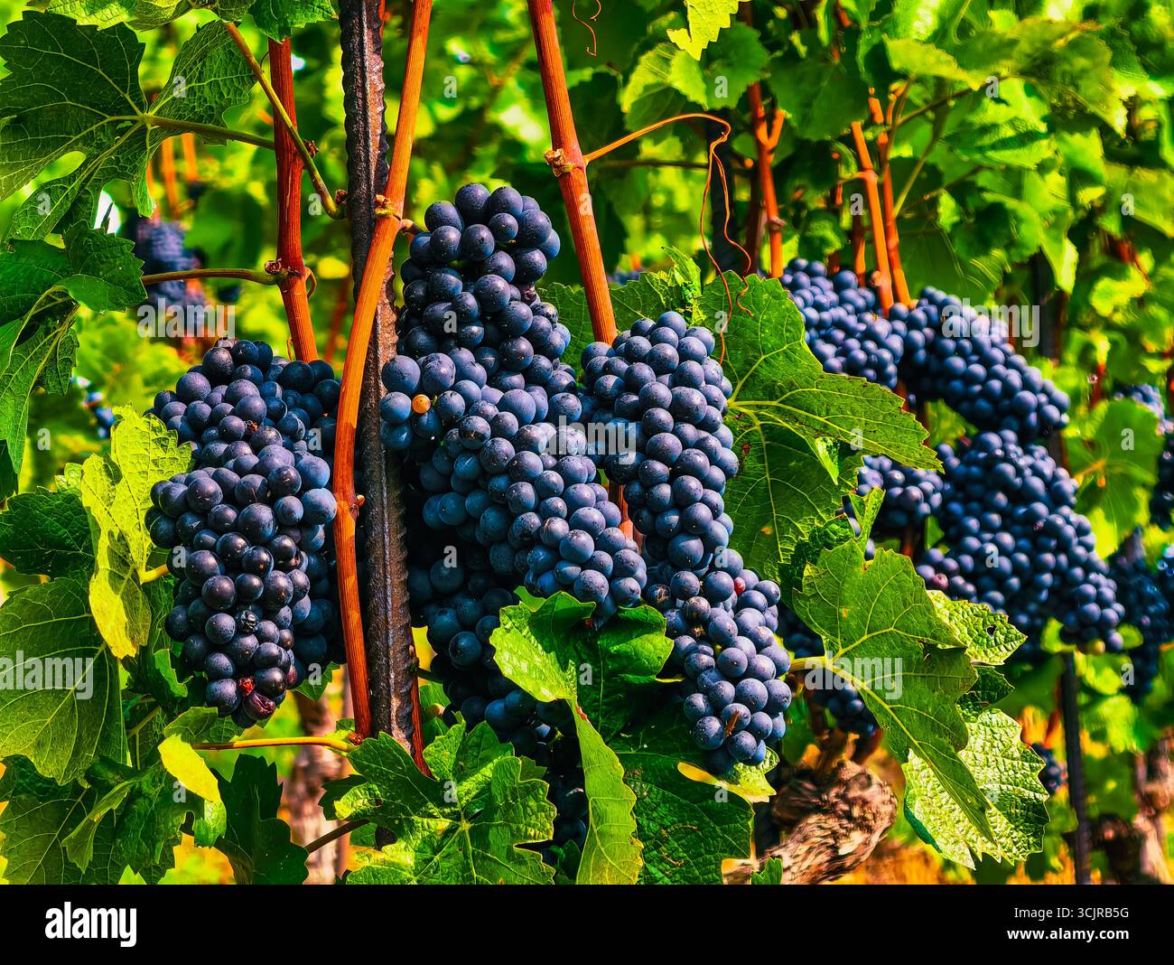 Raisins bleus vibrants regroupés dans un magnifique vignoble - superbes photographies de la nature pour les thèmes du pays viticole, le marketing agricole, le contenu extérieur et les promotions du tourisme culinaire Banque D'Images