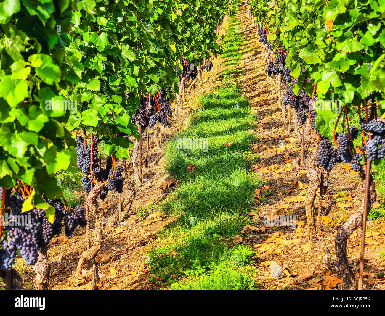 Magnifique paysage viticole avec des grappes de raisins mûrs - magnifique fond de nature pour les thèmes du pays du vin, le contenu marketing et les décors numériques pour divers projets créatifs et promotions Banque D'Images