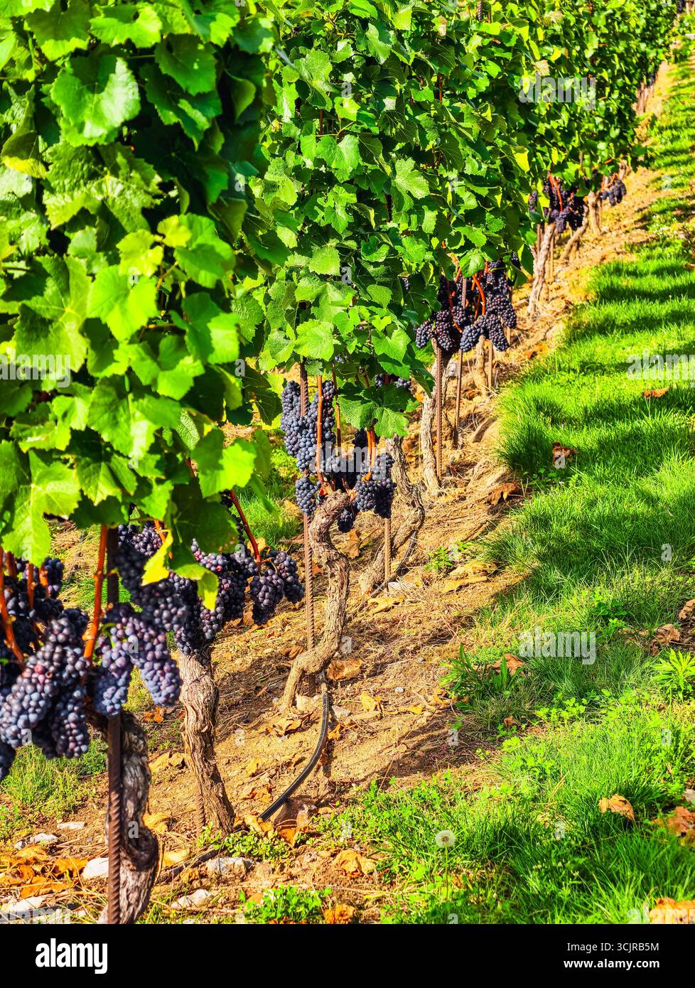 Paysage viticole avec des grappes de raisins mûrs - magnifique fond de nature pour les thèmes du pays viticole, le contenu marketing et les décors numériques pour divers projets créatifs et promotions Banque D'Images
