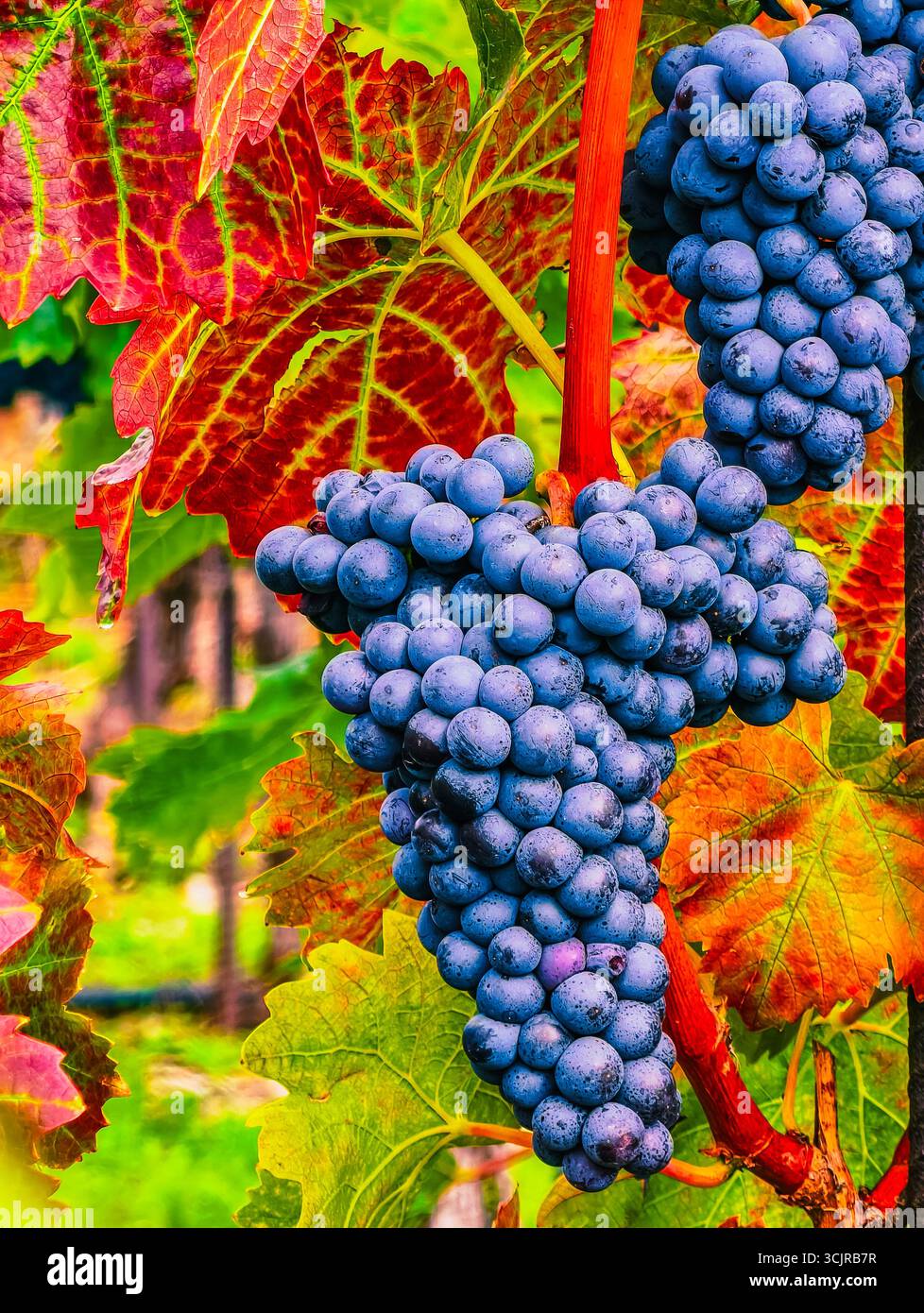 Beaux raisins dans le vignoble vibrant - clusters bleus colorés entourés de feuilles d'automne, parfait pour les amoureux de la nature, photographie culinaire, vinification Banque D'Images