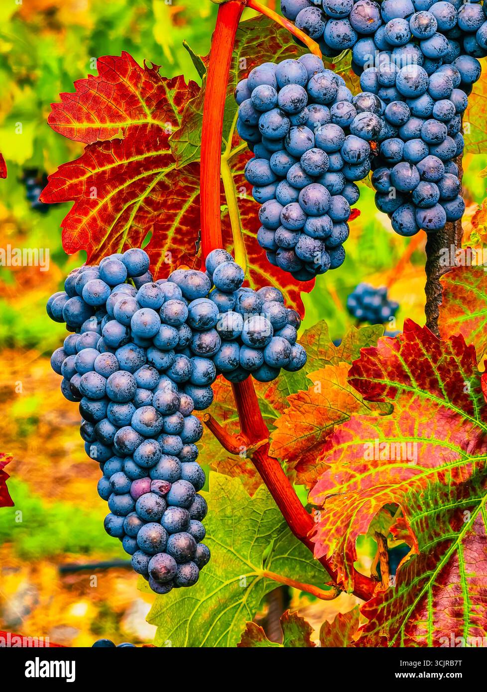 Raisins dans vibrant vignoble - clusters bleus colorés entourés de feuilles d'automne, parfait pour les amoureux de la nature, photographie culinaire, vinification Banque D'Images
