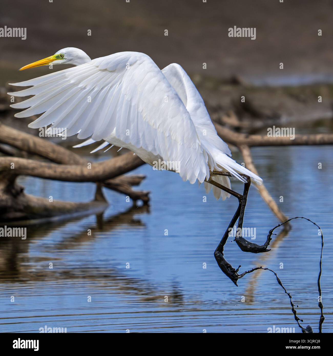 Grande aigrette blanche / grande aigrette (Ardea alba) adulte non reproducteur décollant avec les pieds boueux de l'étang à la fin de l'été (septembre) Banque D'Images