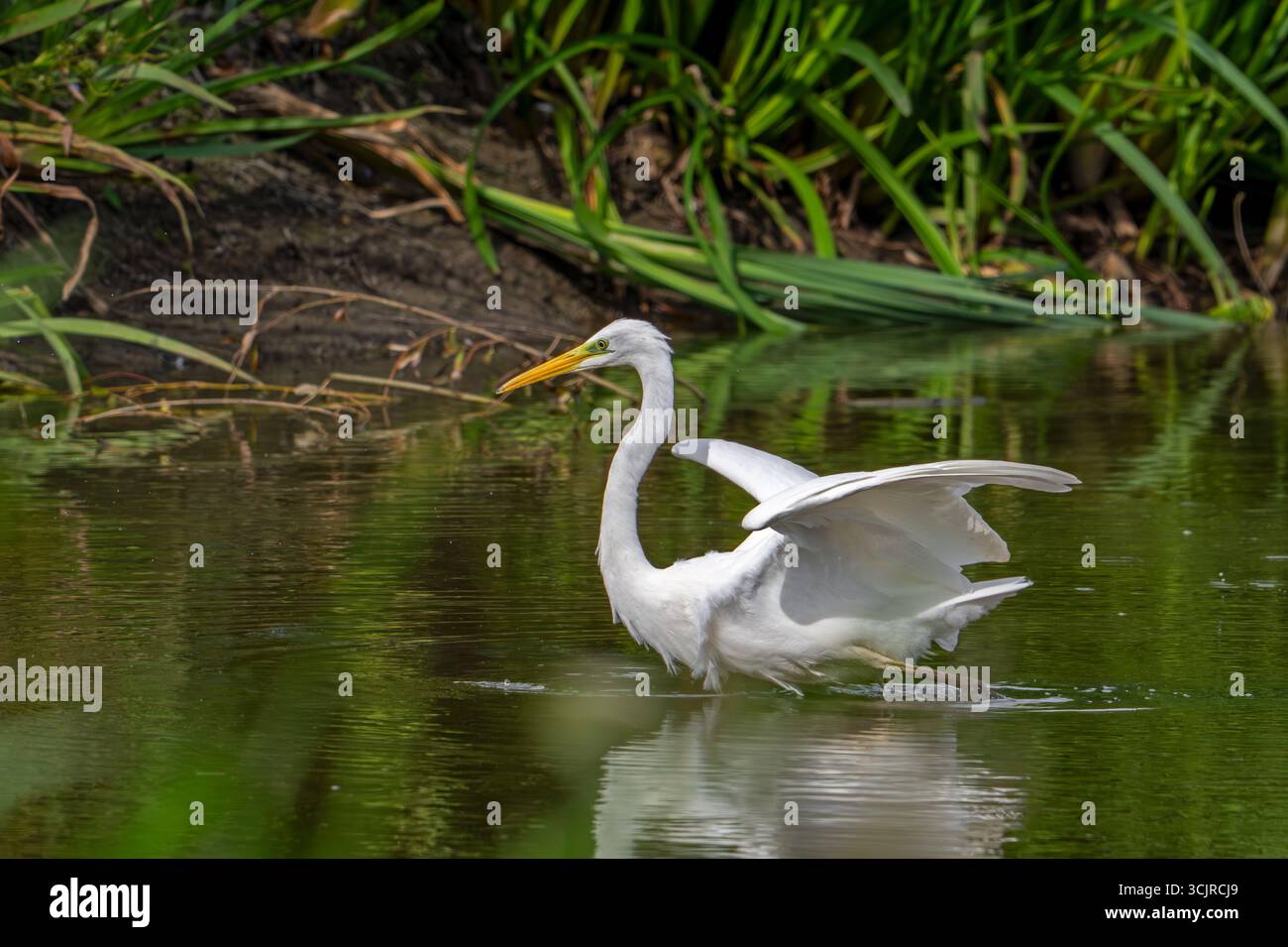 Grande aigrette blanche / grande aigrette (Ardea alba) adulte non reproducteur s'étirant ailes étang à la fin de l'été (septembre) Banque D'Images