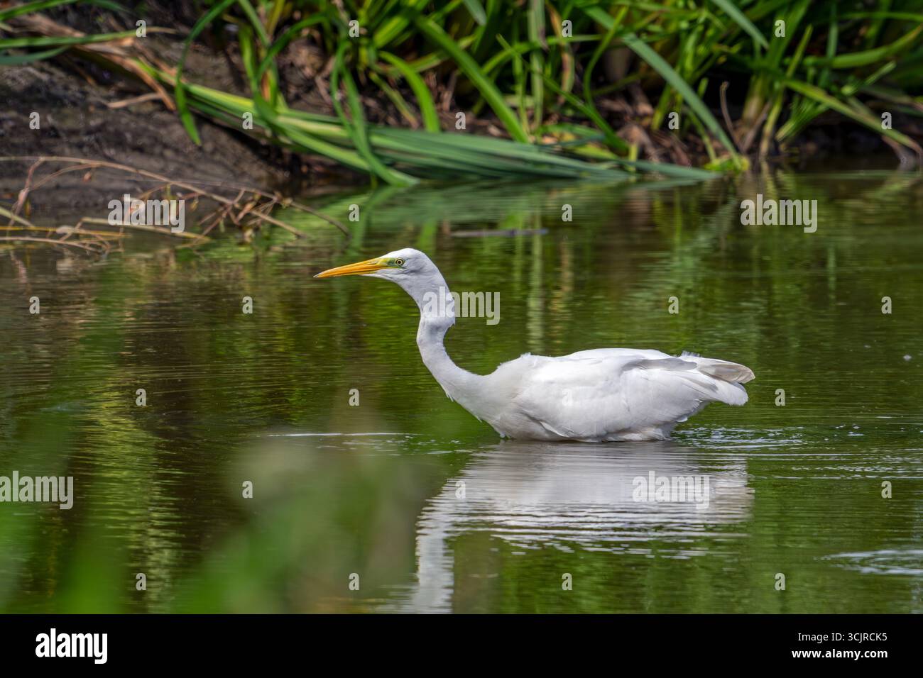 Grande aigrette blanche / grande aigrette (Ardea alba) pêche adulte non reproductrice dans les eaux peu profondes de l'étang à la fin de l'été (septembre) Banque D'Images
