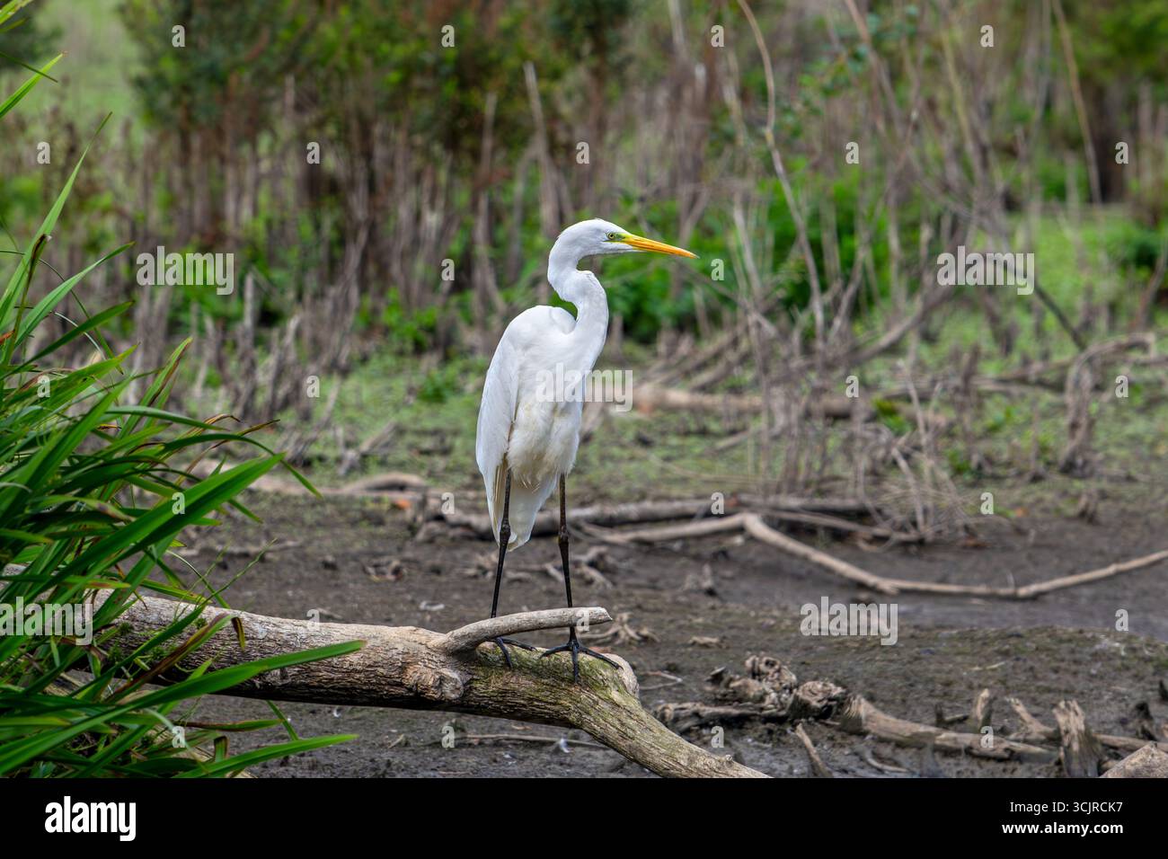 Grande aigrette blanche / grande aigrette (Ardea alba) adulte non reproducteur à la recherche de proies dans un étang séché pendant la canicule à la fin de l'été (septembre) Banque D'Images