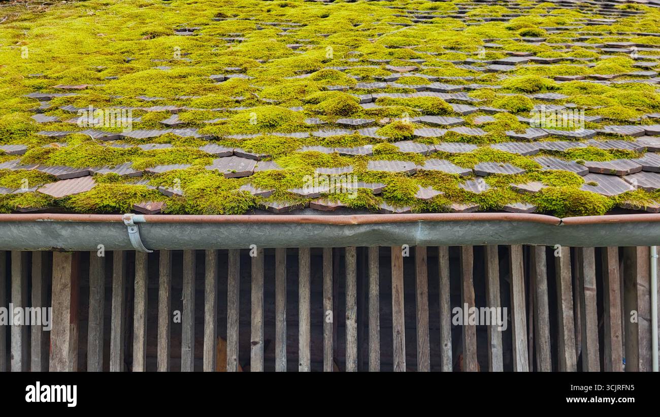 Vue rapprochée d'un toit en mousse vert vif sur une ancienne grange en bois. Textures naturelles détaillées de bois et de mousse Banque D'Images