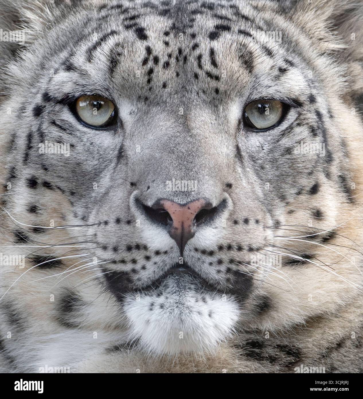 Jeune léopard des neiges mâle regardant dans la caméra (gros plan) Banque D'Images